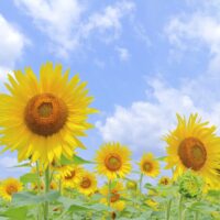 夏季休業のお知らせ（2026年）